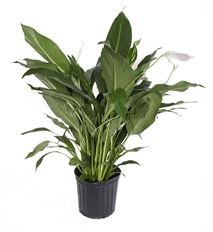 8" SPATHIPHYLLUM