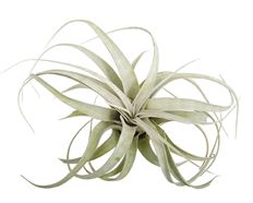 MEDIUM TILLANDSIA