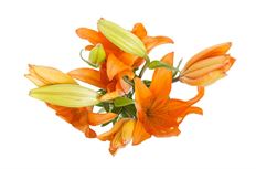 LILIES MARKET BUNCH