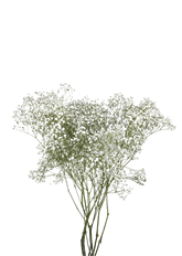 GYPSOPHILA XLENCE