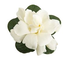 GARDENIA