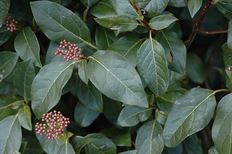 VIBURNUM TINUS