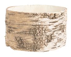 BIRCH CYLINDER 6X5.5"