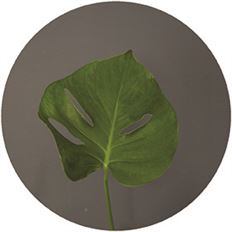 MONSTERA LEAVES SMALL