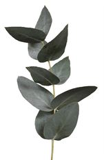 EUCALYPTUS SILVER DOLLAR