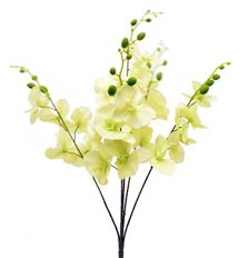 PHALAENOPSIS BUSH X5 28"