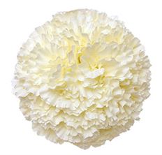 CARNATION BALL 8"