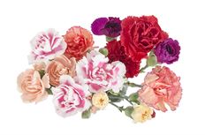 MINI CARN MARKET BUNCH