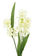 HYACINTH CREAM BUSH 23"