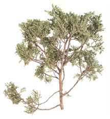 JUNIPER, 20# BERRIED