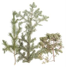 MIXED EVERGREENS 30#