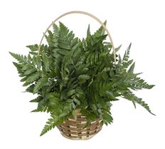 4" BASKET STARTER ARR.