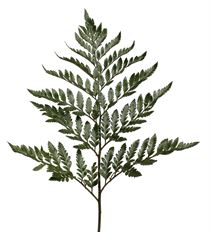 LEATHERLEAF 25 BU CASE