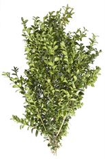 20# BOXWOOD CUTTINGS