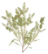 DOUGLAS FIR 25 LB BOX