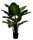 DIEFFENBACHIA 36" POTTED