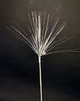 METALLIC PLUME GRASS 47" SLV