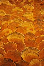 MUSHROOM SHEET 2X3' FAUX