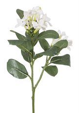 STEPHANOTIS PICK 23"