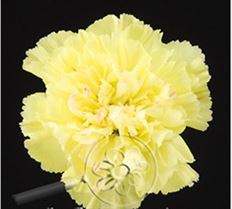CARNATION YELLOW