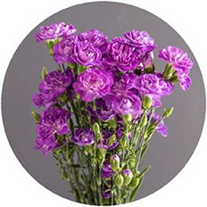 CARNATION MINI FLORIGENE