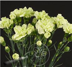 CARNATION MINI GREEN