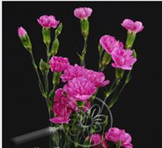 CARNATION MINI LAVENDER
