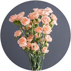 CARNATION MINI PEACH