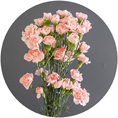 CARNATION MINI PINK