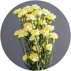CARNATION MINI YELLOW