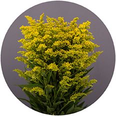 SOLIDAGO PREMIUM