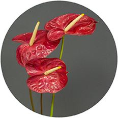 ANTHURIUM RED