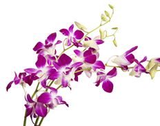 DENDROBIUM 10-STEM BAG