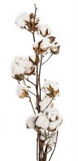 BRANCH COTTON