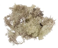 MOSS REINDEER NATURAL 2.5OZ/PK
