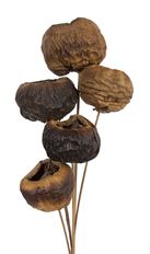 TALAMI STEM 16" NATURAL 5/PK