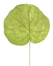 GALAX LEAVES GREEN 12/PK