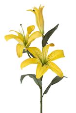 LILY CASABLANCA 22" X3 YELLOW