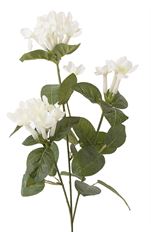 STEPHANOTIS SPRAY WHITE X3