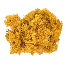 MOSS REINDEER 8 OZ MANGO