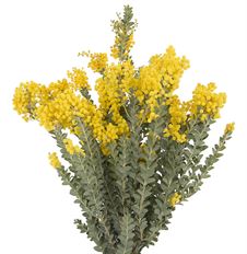 ACACIA BLOOMING YELLOW
