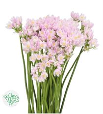ALLIUM SPRAY