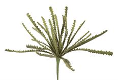 FERN PLANT 14"