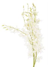 DENDROBIUM HAWAIIAN SHORT