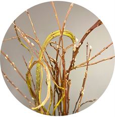 PUSSY WILLOW FANTAIL