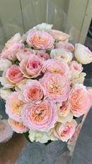 ROSES SPRAY CALIFORNIA GARDEN