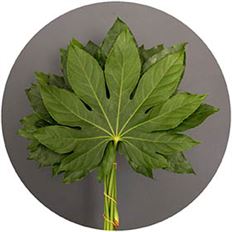 FATSIA FOLIAGE