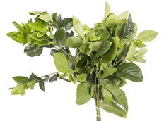 GARDENIA FOLIAGE