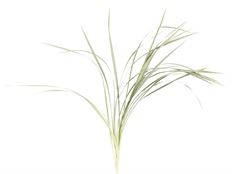 LILY GRASS VARIEGATED