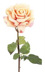 ROSE 20.5" PEACH/RED OPEN